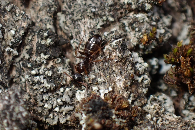 Camponotus fallax - ligeti lóhangya