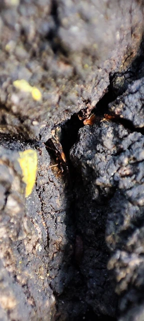 Lyctocoris dimidiatus