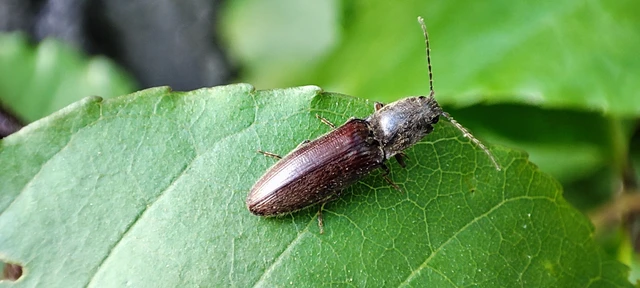 Elateridae - pattanóbogárfélék