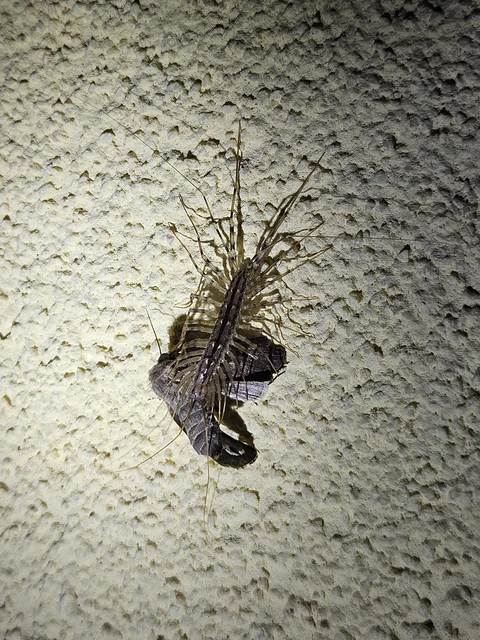 Scutigera coleoptrata - légyölő pókszázlábú
