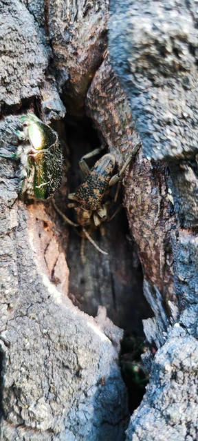 Rhagium sycophanta - tölgyes-tövisescincér
