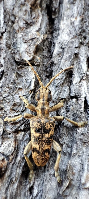 Rhagium sycophanta - tölgyes-tövisescincér