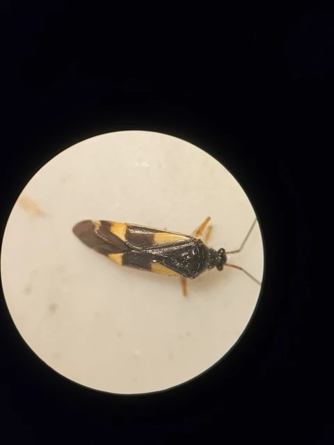 Dryophilocoris flavoquadrimaculatus - sárgafoltos mezeipoloska