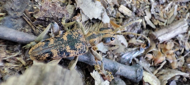 Rhagium sycophanta - tölgyes-tövisescincér