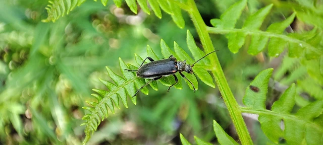 Cortodera humeralis - négyfoltos cserjecincér