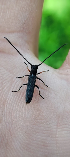 Phytoecia cylindrica - medvelapucincér