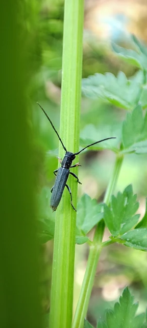 Phytoecia cylindrica - medvelapucincér