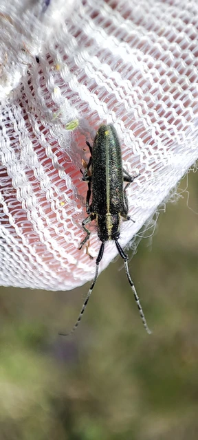 Agapanthia cardui - sávos bogáncscincér