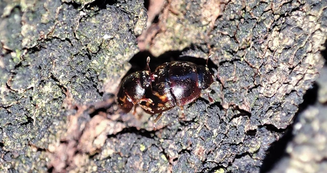 Cryptarcha strigata - rajzos nedvbogár Cryptarcha strigata - rajzos nedvbogár