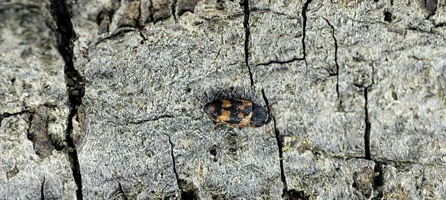 Litargus connexus - szalagos gombabogár