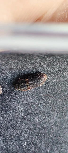 Colobicus hirtus - szegélyes héjbogár