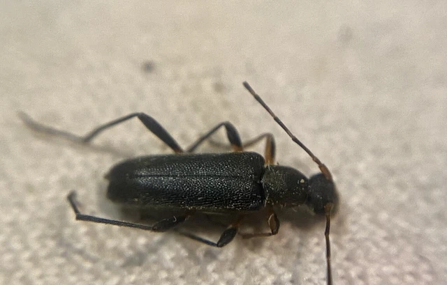 Grammoptera ruficornis - gyűrűscsápú galagonyacincér Grammoptera ruficornis - gyűrűscsápú galagonyacincér