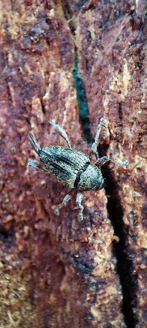 Curculio