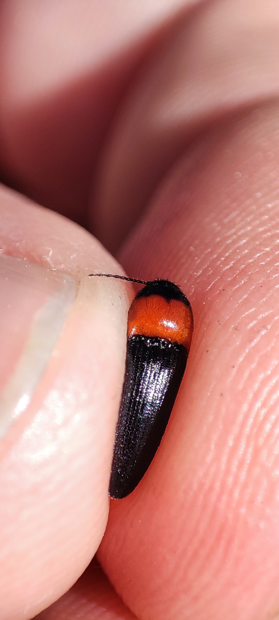 Cardiophorus ruficollis - kékfényű szívespattanó