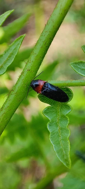 Ampedus sinuatus - felemásnyakú pattanó
