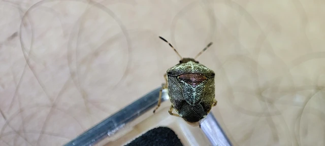 Stagonomus venustissimus - foltos feketefejű-poloska Stagonomus venustissimus - foltos feketefejű-poloska