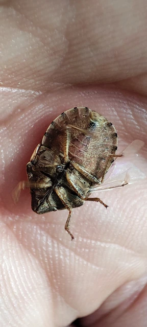 Eurygaster Eurygaster