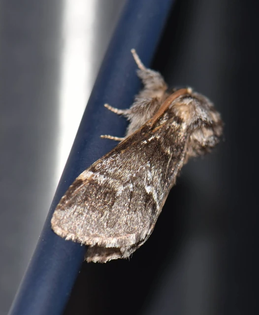 Drymonia dodonea - bélyeges púposszövő