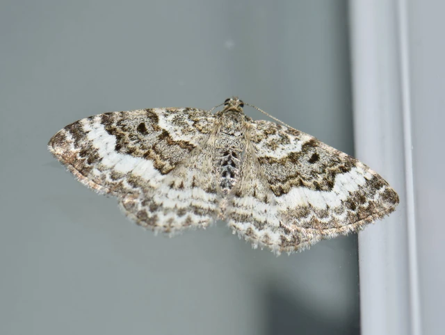 Epirrhoe alternata - galaj-tarkaaraszoló