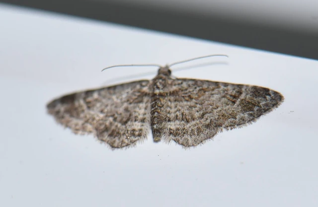 Gymnoscelis rufifasciata - vöröscsíkos törpearaszoló