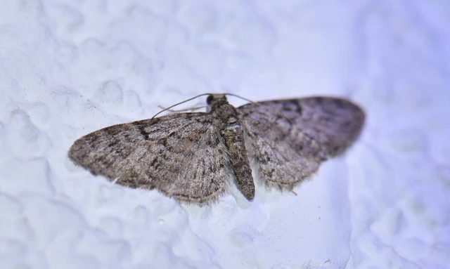 Eupithecia