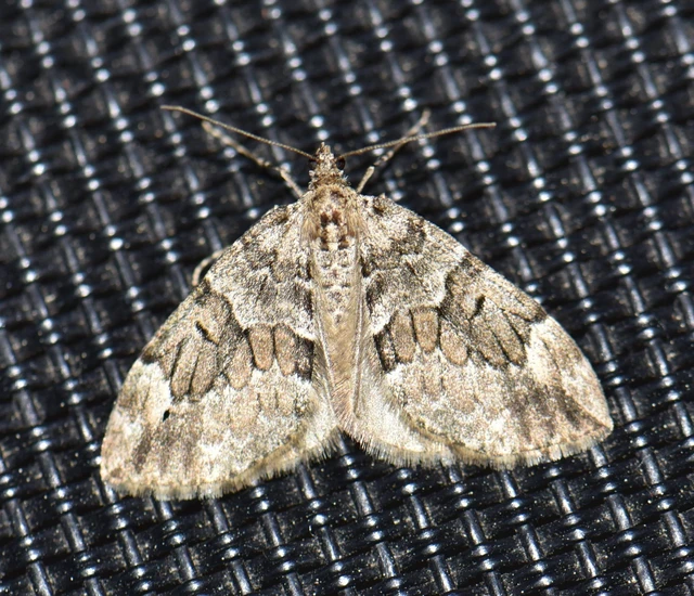 Thera variata/britannica