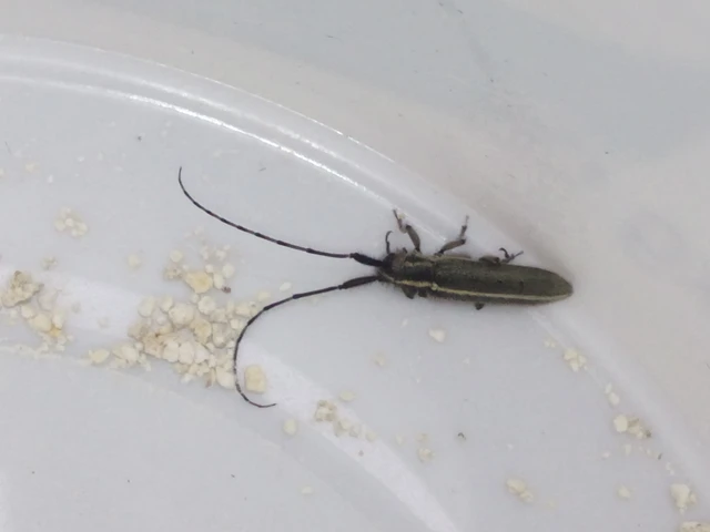 Agapanthia cardui - sávos bogáncscincér