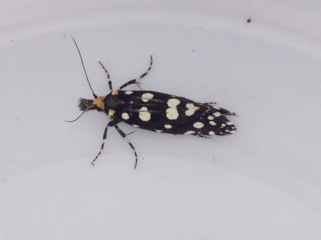 Euplocamus anthracinalis - fésűscsápú korhadékmoly