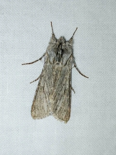Dicranura ulmi - szilfa-púposszövő