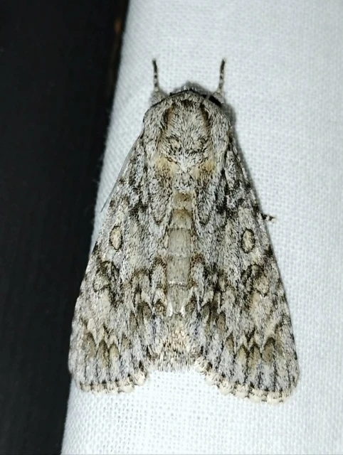 Acronicta aceris - vadgesztenye-szigonyosbagoly