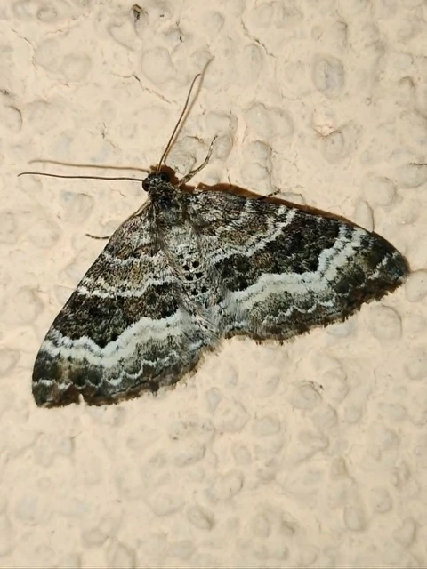 Epirrhoe alternata - galaj-tarkaaraszoló