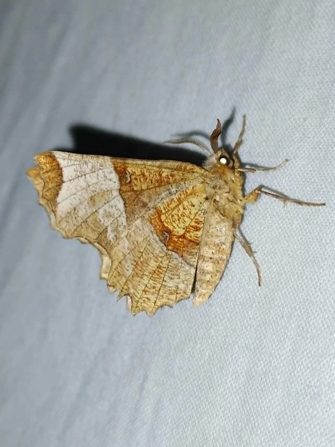 Selenia lunularia - egyfoltos holdasaraszoló