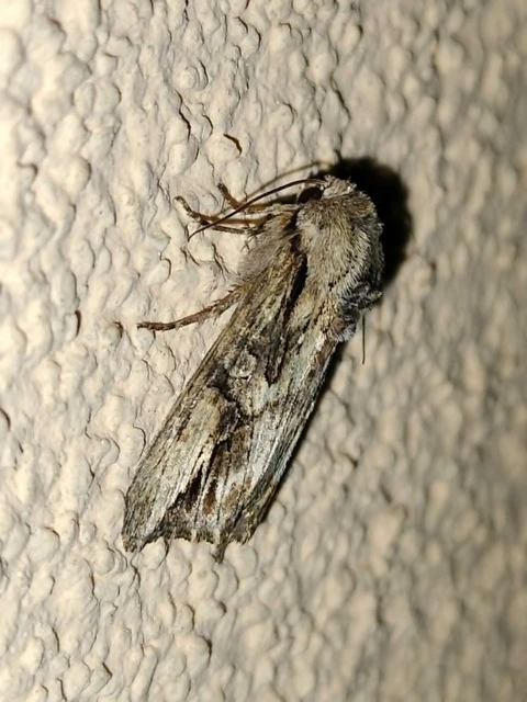Egira conspicillaris - változékony szürkebagoly