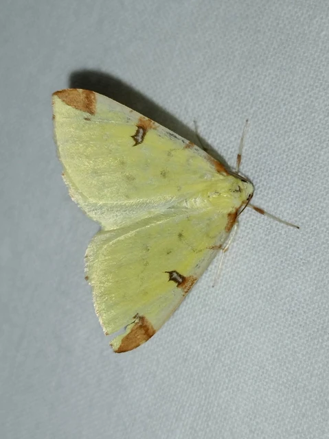 Opisthograptis luteolata - citromsárga araszoló