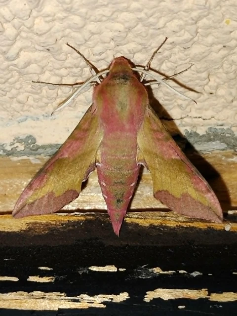 Deilephila porcellus - piros szender