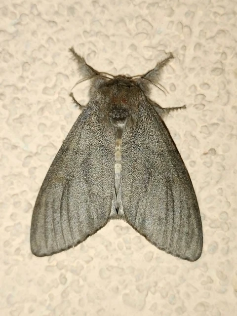 Calliteara pudibunda - hamvasszövő