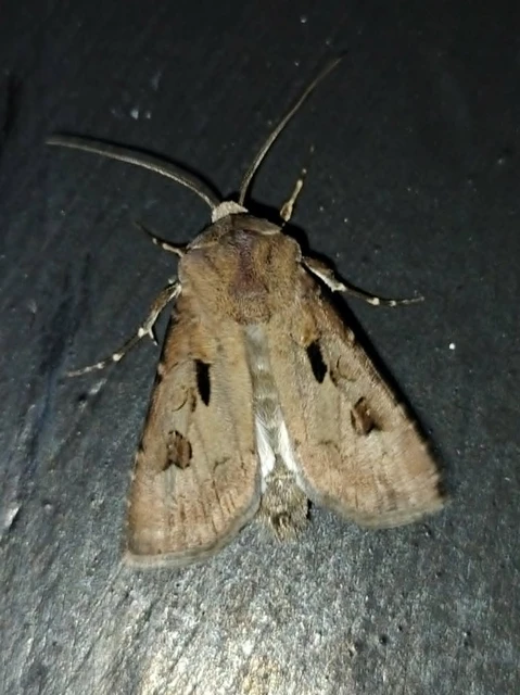 Agrotis exclamationis - felkiáltójeles földibagoly