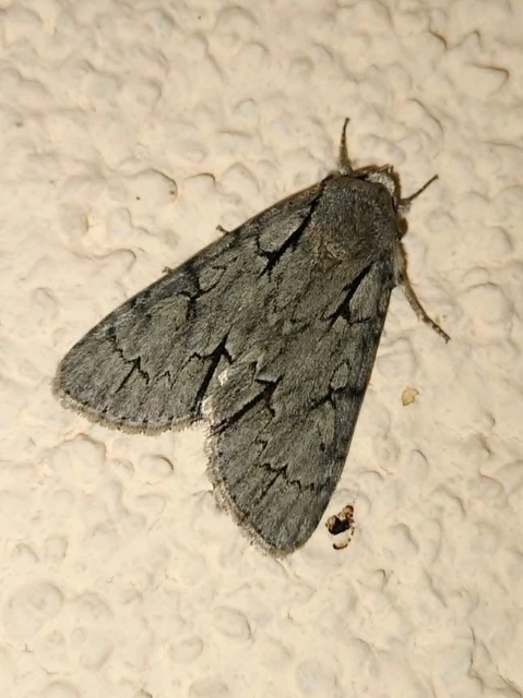 Acronicta cuspis/tridens/psi