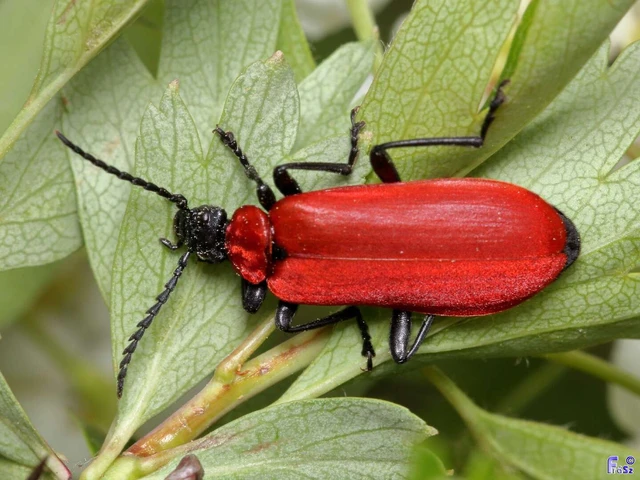 Pyrochroa coccinea - nagy bíborbogár