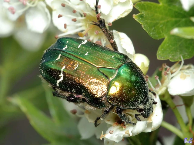 Cetonia aurata - aranyos virágbogár