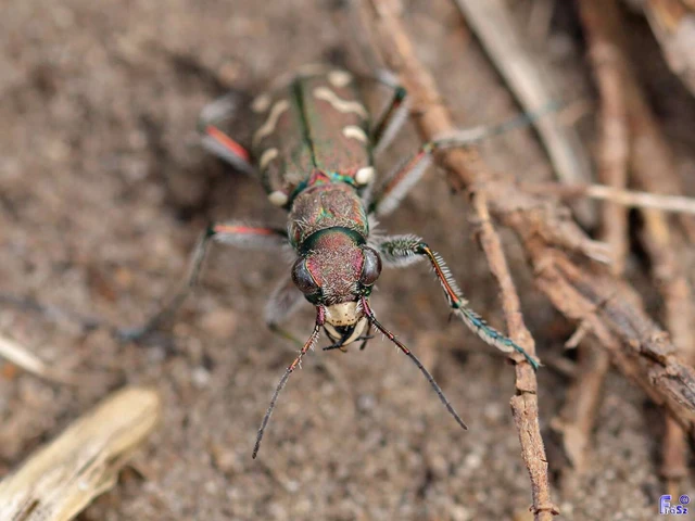 Cicindela soluta pannonica - pannon homokfutrinka