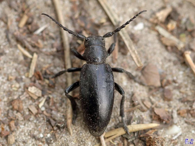 Dorcadion aethiops - fekete gyalogcincér Dorcadion aethiops - fekete gyalogcincér