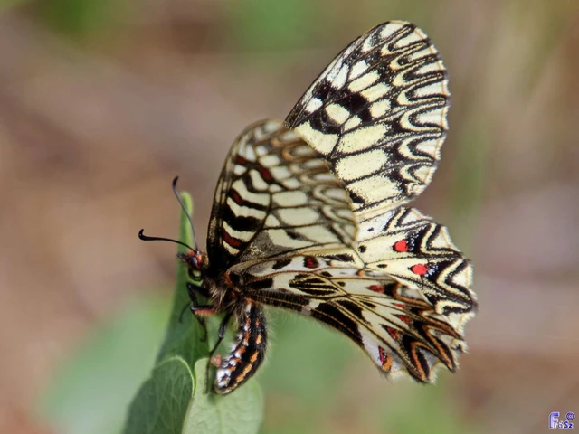 Zerynthia polyxena - farkasalmalepke