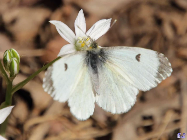 Anthocharis cardamines - hajnalpírlepke
