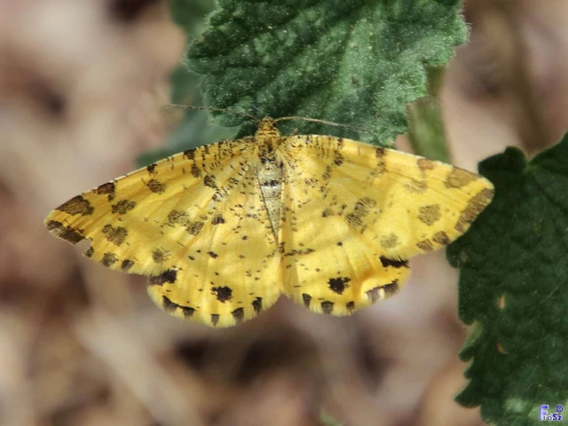 Pseudopanthera macularia - párducfoltos araszoló