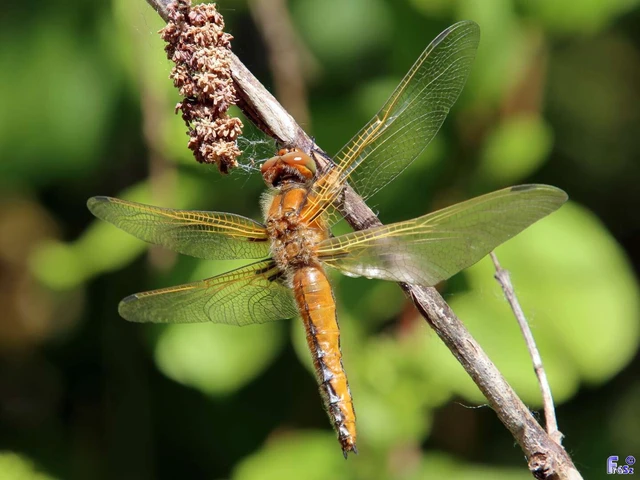 Libellula fulva - kisfoltos laposacsa