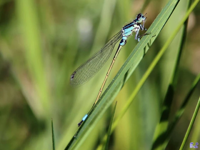 Ischnura elegans pontica - kéköves légivadász