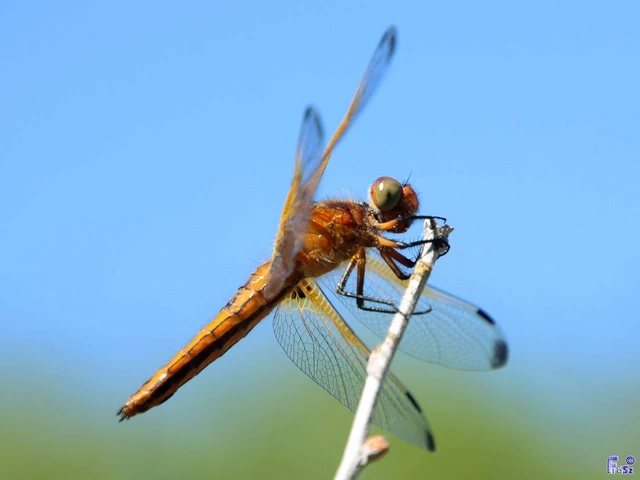 Libellula fulva - kisfoltos laposacsa