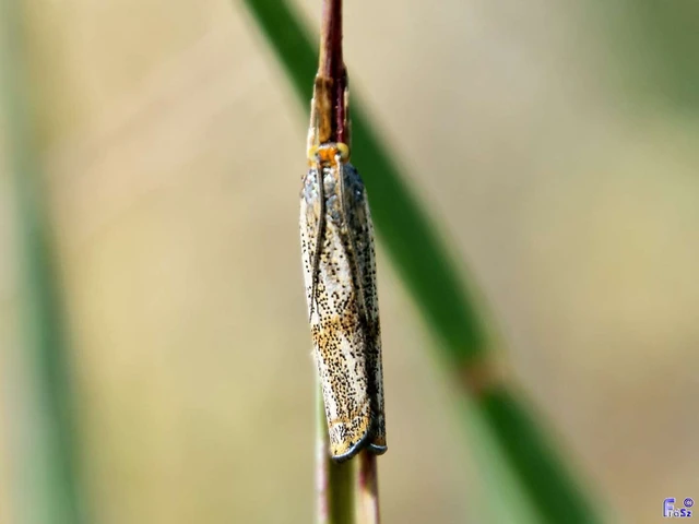 Thisanotia chrysonuchella - tavaszi fűgyökérmoly