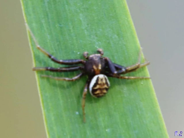 Xysticus